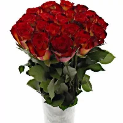 Žlutočervená růže HIGH SOCIETY 60cm