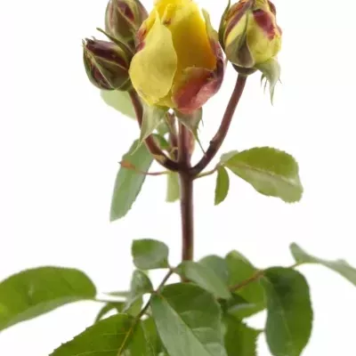 Žlutočervená růže KESSY
