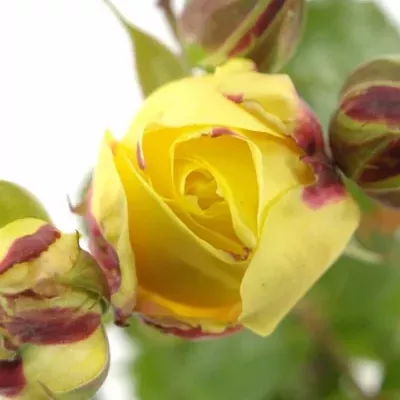 Žlutočervená růže KESSY