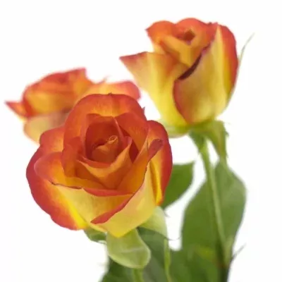 Žlutočervená růže MIC MAC 80cm/6+ (S)