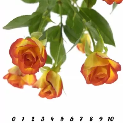 Žlutočervená růže MIC MAC