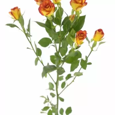 Žlutočervená růže MIC MAC