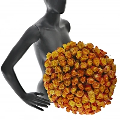 Žlutočervená růže NEWSFLASH 50cm