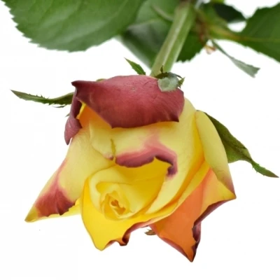 Žlutočervená růže NEWSFLASH 50cm