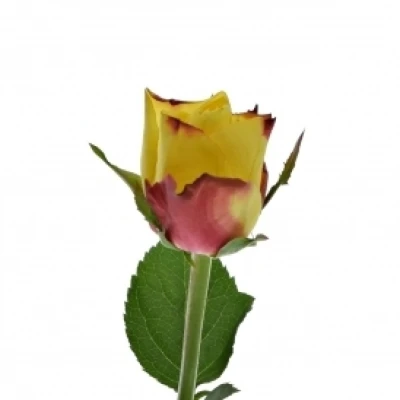 Žlutočervená růže NEWSFLASH 50cm