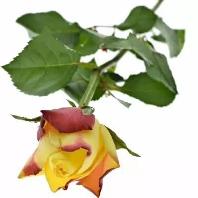 Žlutočervená růže NEWSFLASH 50cm