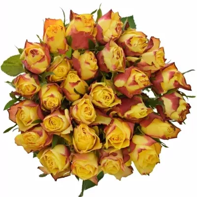 Žlutočervená růže NEWSFLASH 50cm