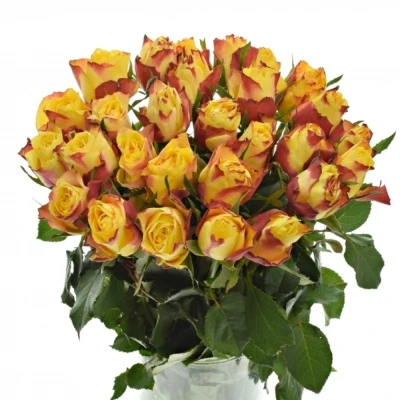 Žlutočervená růže NEWSFLASH 50cm