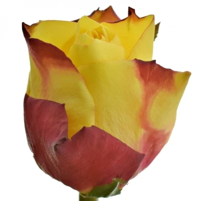 Žlutočervená růže NEWSFLASH 70cm (L)