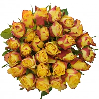 Žlutočervená růže NEWSFLASH 50cm