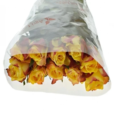 Žlutočervená růže NEWSFLASH 50cm