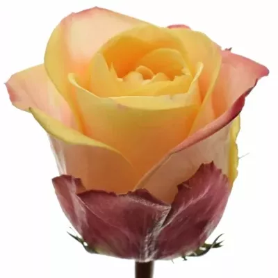 Žlutočervená růže PEBBLES 60cm (L)