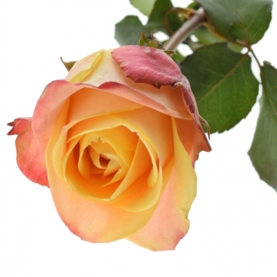 Žlutočervená růže PEBBLES 50cm