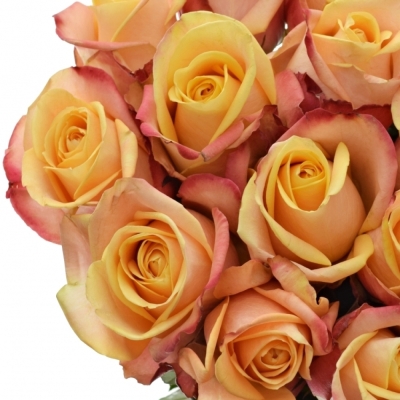 Žlutočervená růže PEBBLES 50cm