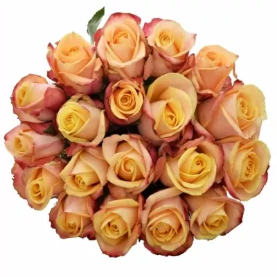 Žlutočervená růže PEBBLES 50cm