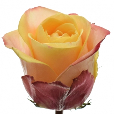 Žlutočervená růže PEBBLES 60cm (L)