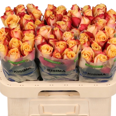 Žlutočervená růže PEBBLES 50cm