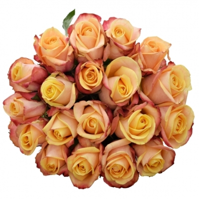 Žlutočervená růže PEBBLES 50cm