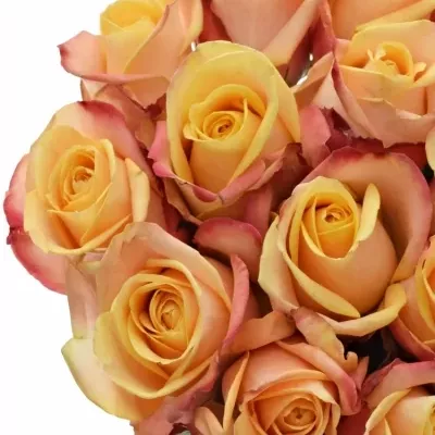 Žlutočervená růže PEBBLES 50cm