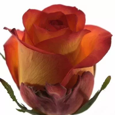 Žlutočervená růže SKYFIRE 70cm (L)