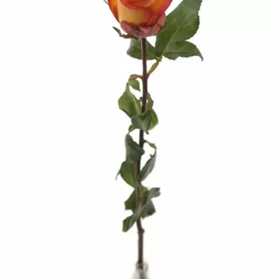 Žlutočervená růže SKYFIRE