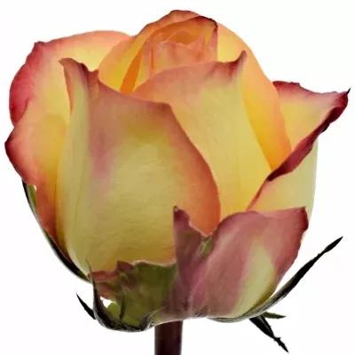 Žlutočervená růže VOLCANO 50cm (L)