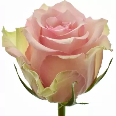 Žlutokrémová růže DREAMLAND 50cm