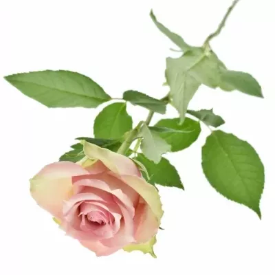 Žlutokrémová růže DREAMLAND 50cm