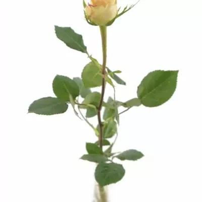 Žlutokrémová růže DUETT