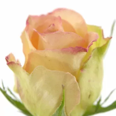 Žlutokrémová růže DUETT