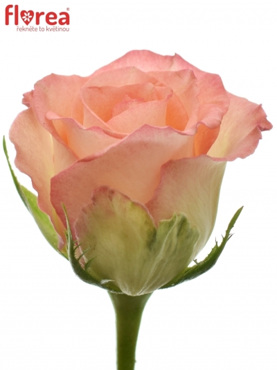 Růžová růže ANTIQUE DUETT 60cm (M)