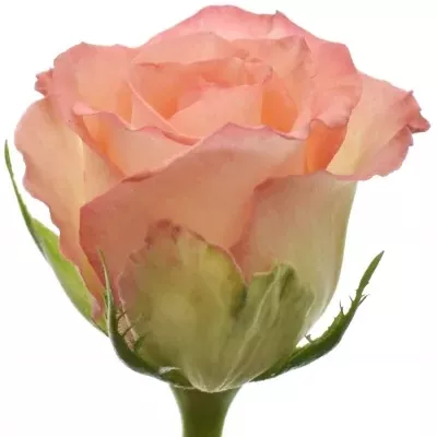 Žlutooranžová růže ANTIQUE DUETT 50cm