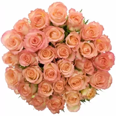 Žlutooranžová růže ANTIQUE DUETT 50cm