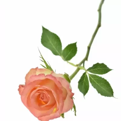 Žlutooranžová růže ANTIQUE DUETT 50cm