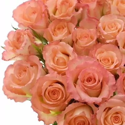 Žlutooranžová růže ANTIQUE DUETT 50cm