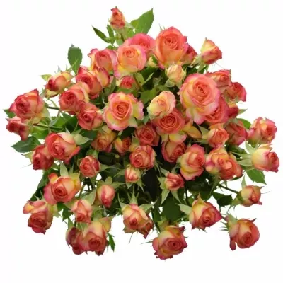 Žlutooranžová růže MAMBO 60cm/4+