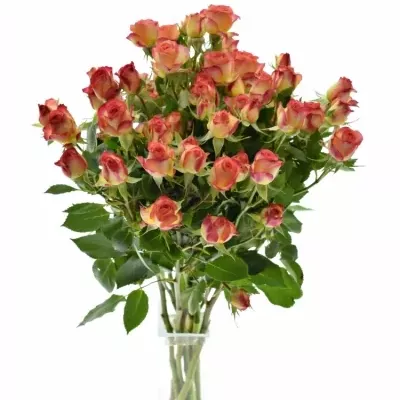 Žlutooranžová růže MAMBO 60cm/4+