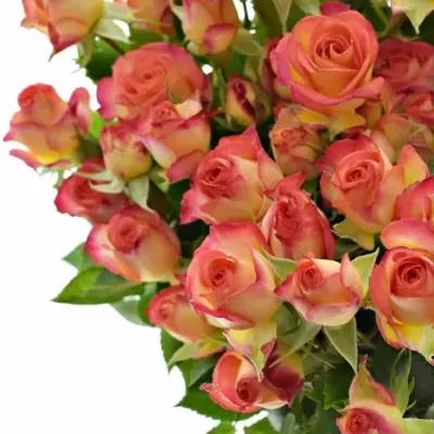 Žlutooranžová růže MAMBO 40cm/3+