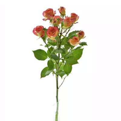 Žlutooranžová růže MAMBO 60cm/4+