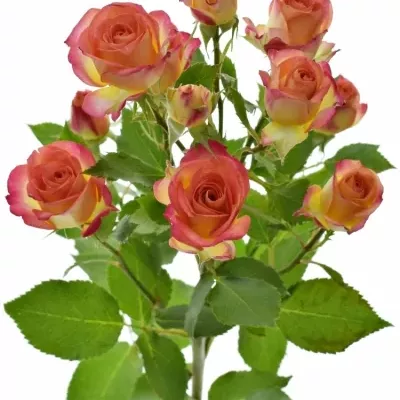 Žlutooranžová růže MAMBO 60cm/4+