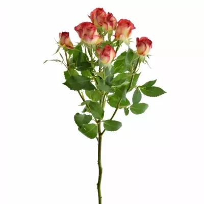 Žlutooranžová růže MAMBO 60cm/4+