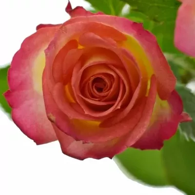 Žlutooranžová růže MAMBO 60cm/4+
