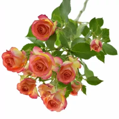 Žlutooranžová růže MAMBO 60cm/4+