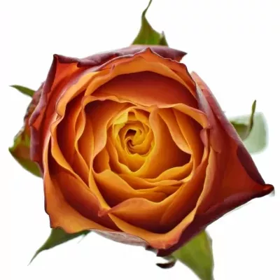 Žlutooranžová růže MIDNIGHT SUN 50cm (M)
