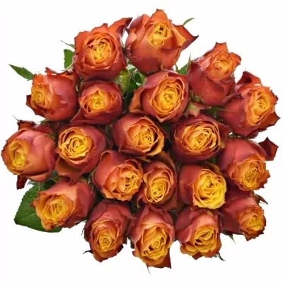 Žlutooranžová růže MIDNIGHT SUN 50cm (M)