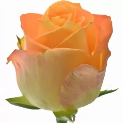 Oranžová růže MORNING SUN 70cm (L)