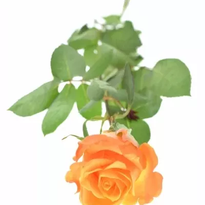 Žlutooranžová růže MORNING SUN 60cm (XXL)