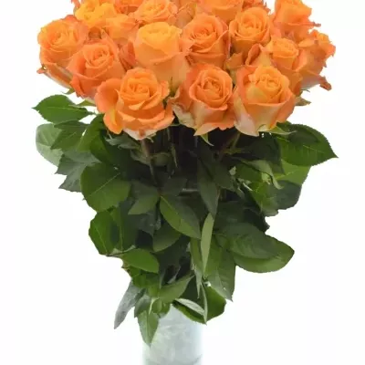 Žlutooranžová růže MORNING SUN 60cm (XXL)