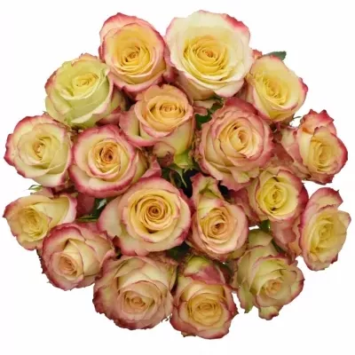 Žlutooranžová růže RISE N SUN 50cm (L)