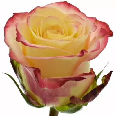 Žlutooranžová růže RISE N SUN 40cm (L)